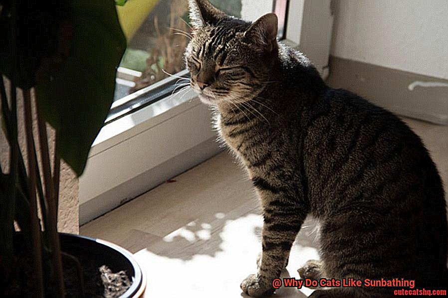 Why Do Cats Like Sunbathing-6