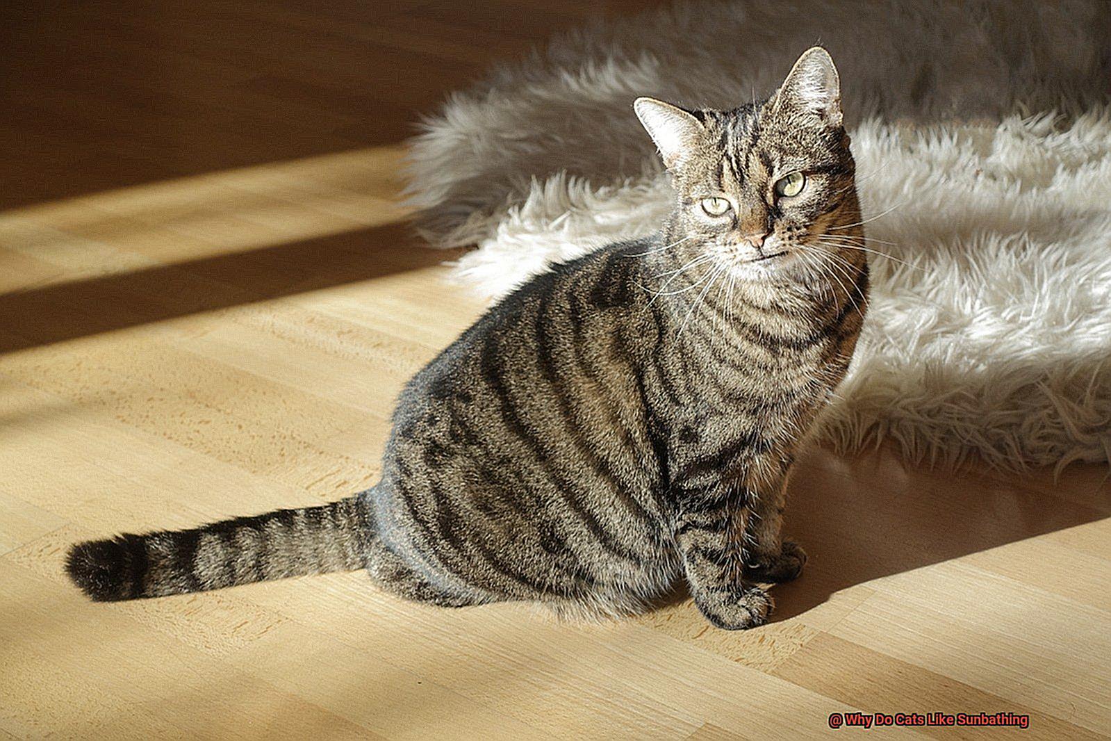 Why Do Cats Like Sunbathing-7