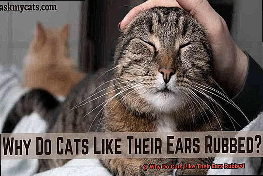 Why Do Cats Like Their Ears Rubbed-8