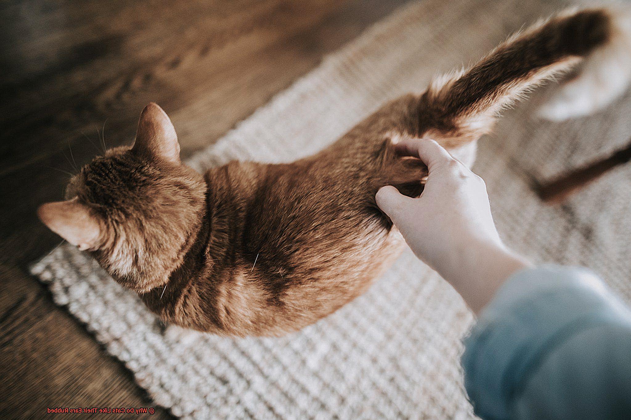 Why Do Cats Like Their Ears Rubbed 21Cats why-do-cats-like-their-ears-rubbed-21cats