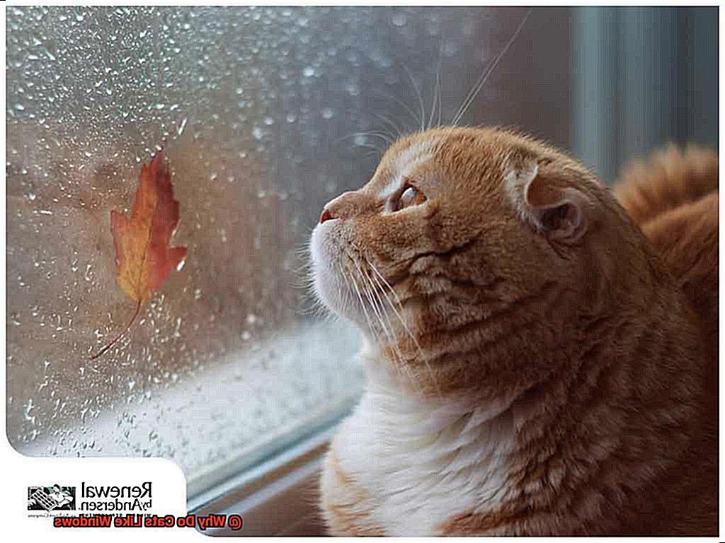 Why Do Cats Like Windows-4