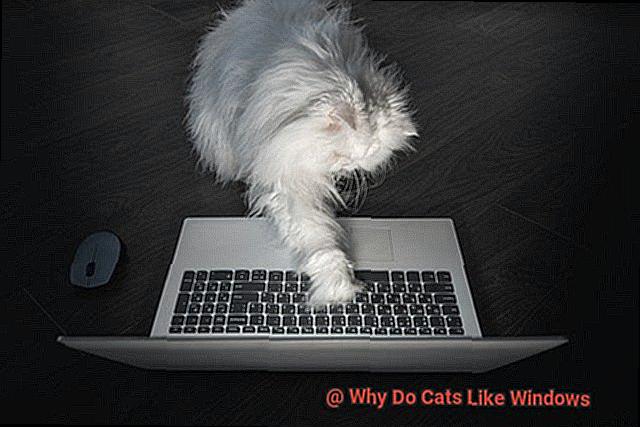 Why Do Cats Like Windows-3