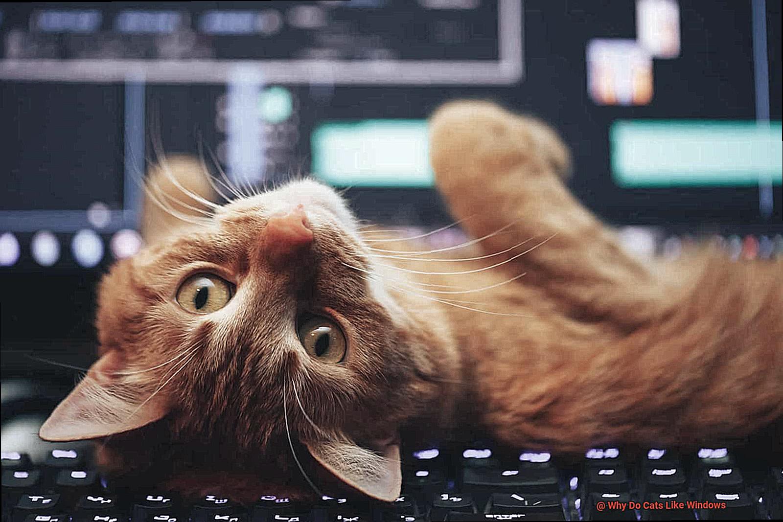 Why Do Cats Like Windows-2