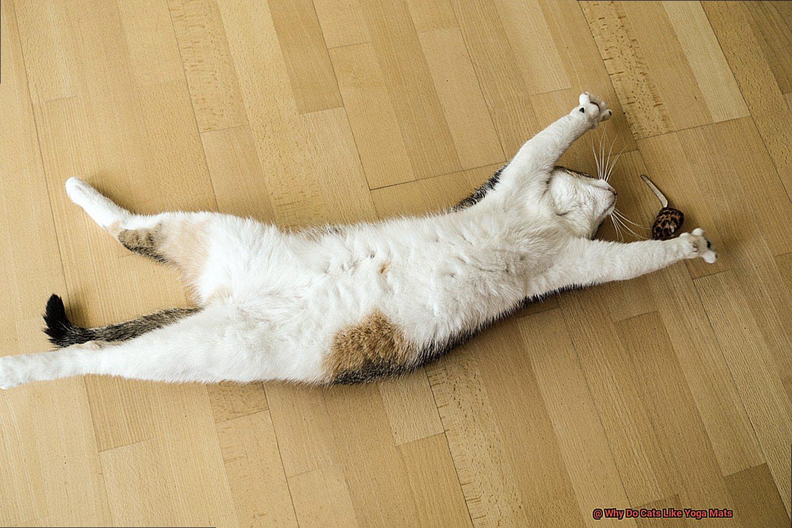 Why Do Cats Like Yoga Mats-11
