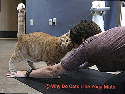 Why Do Cats Like Yoga Mats-12