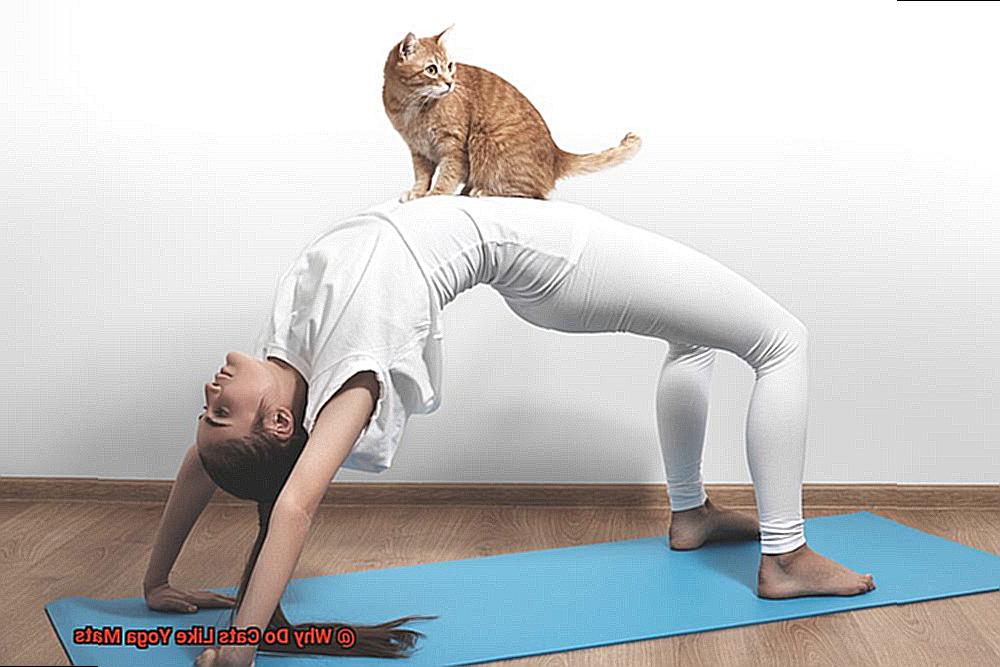Why Do Cats Like Yoga Mats-6