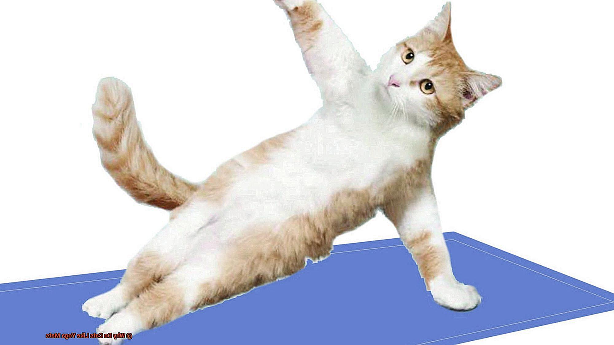Why Do Cats Like Yoga Mats-2