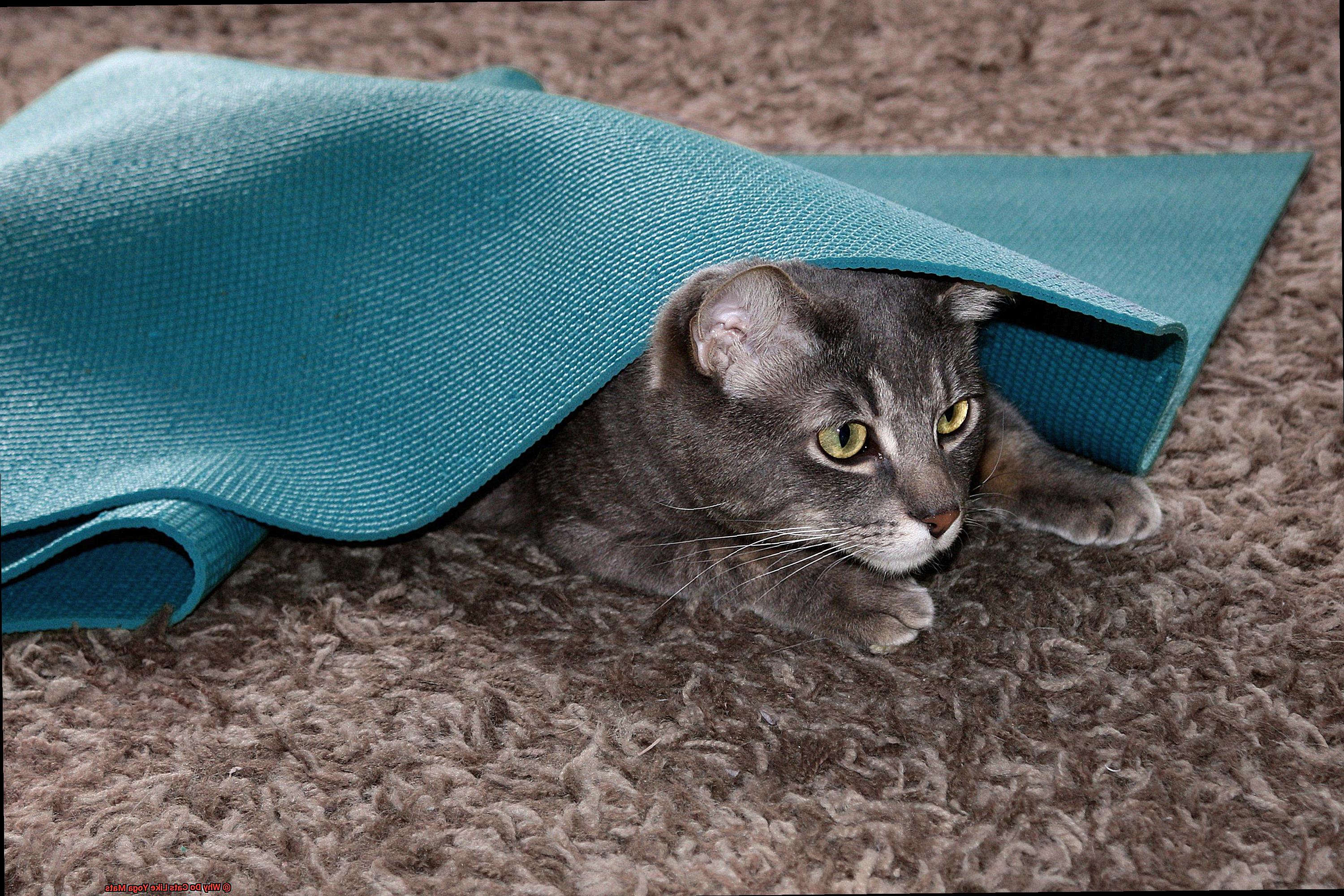 Why Do Cats Like Yoga Mats-3