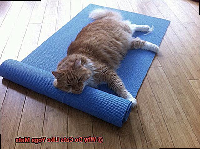 Why Do Cats Like Yoga Mats-10