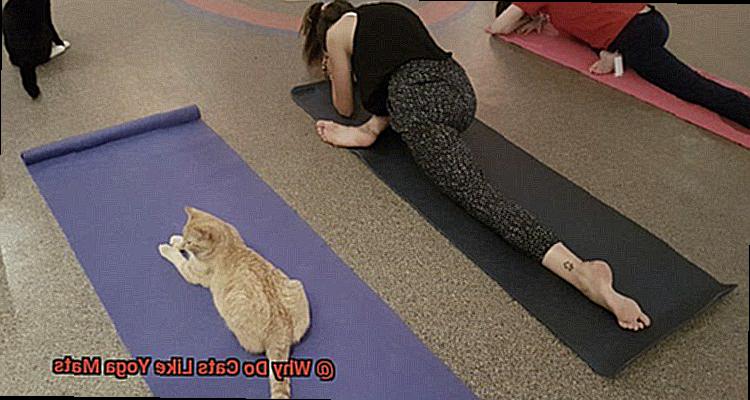 Why Do Cats Like Yoga Mats-9