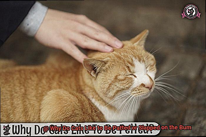 Why Do Cats Like to Be Patted or Slapped on the Bum-2