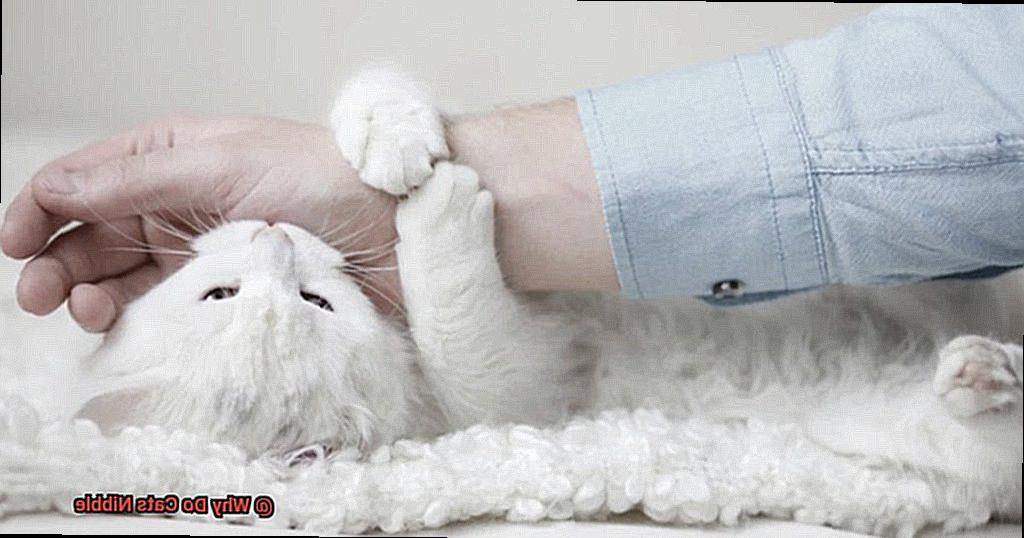 Why Do Cats Nibble?