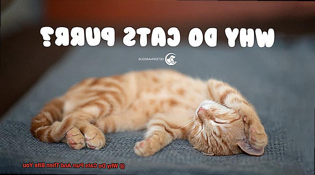 Why Do Cats Purr And Then Bite You?