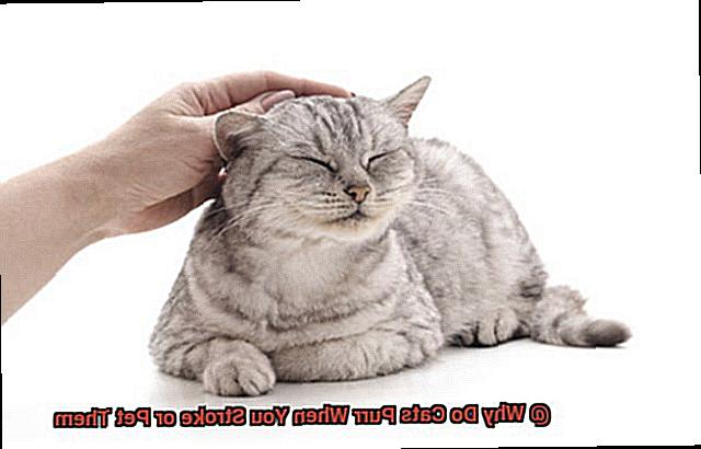 Why Do Cats Purr When You Stroke or Pet Them-2