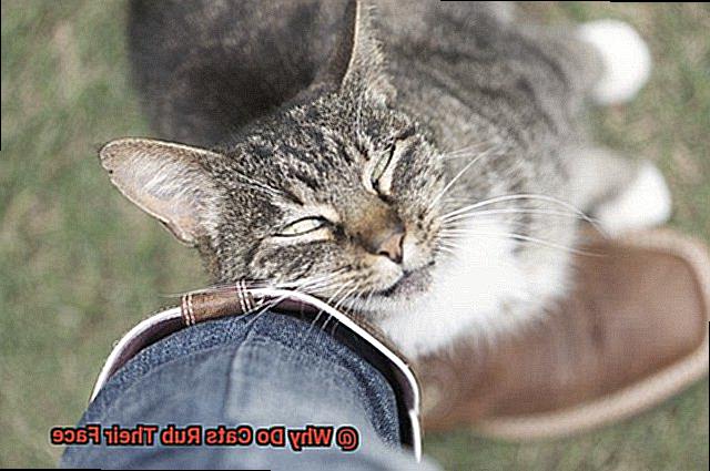 Why Do Cats Rub Their Face-2