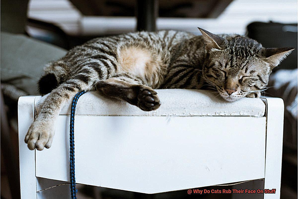 Why Do Cats Rub Their Face On Stuff-3