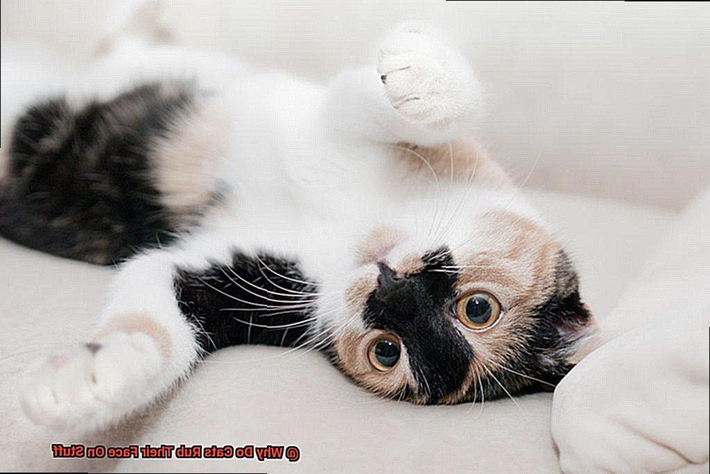 Why Do Cats Rub Their Face On Stuff-2