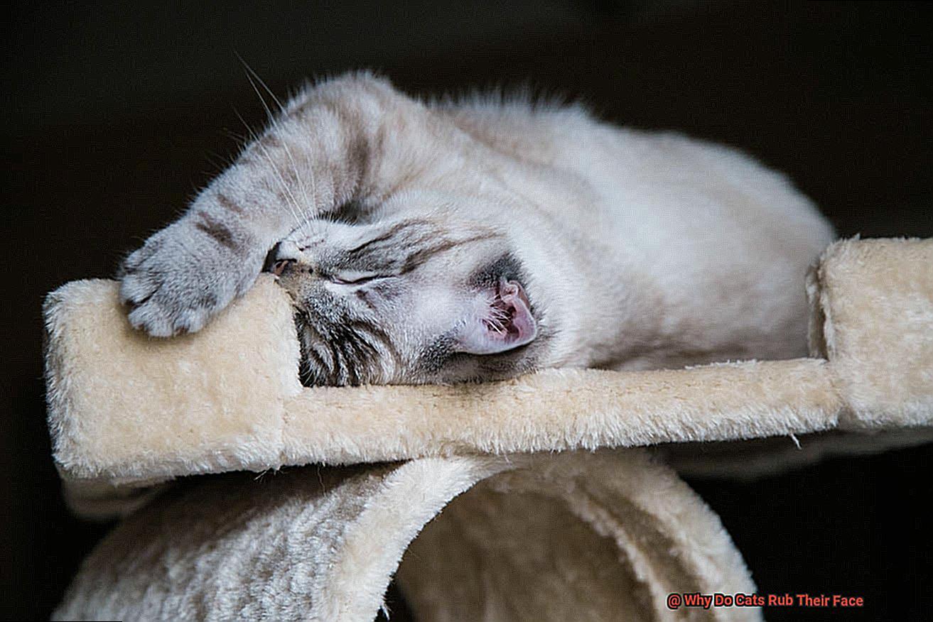 Why Do Cats Rub Their Face-7