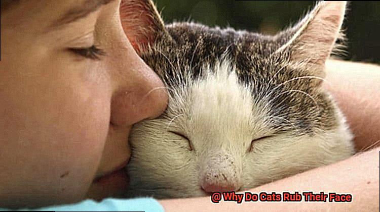 Why Do Cats Rub Their Face-3