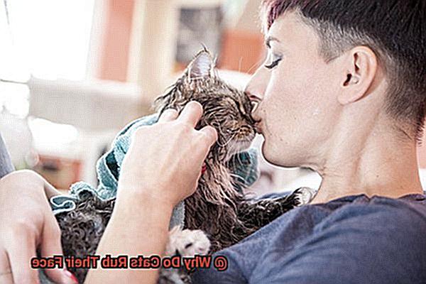 Why Do Cats Rub Their Face-4