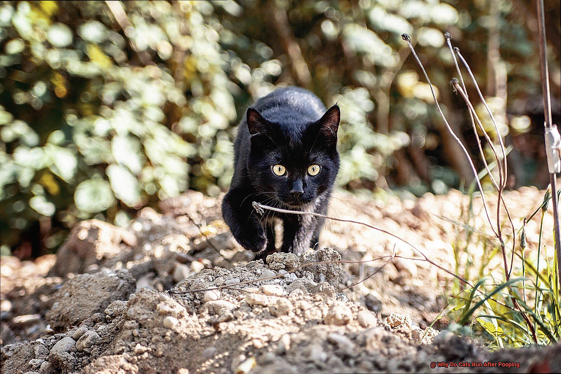 Why Do Cats Run After Pooping-6