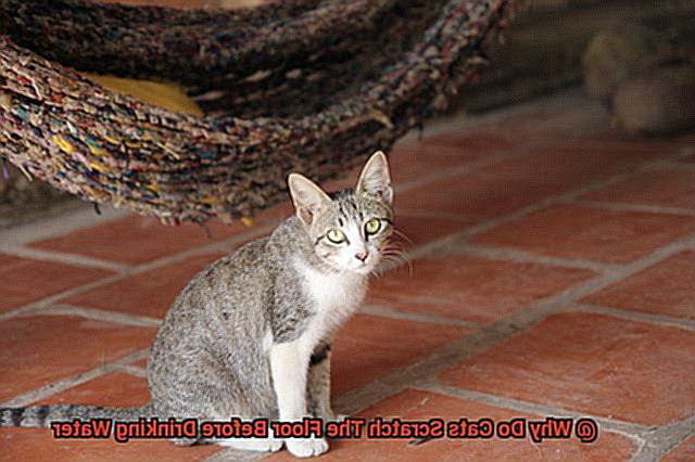 Why Do Cats Scratch The Floor Before Drinking Water-2