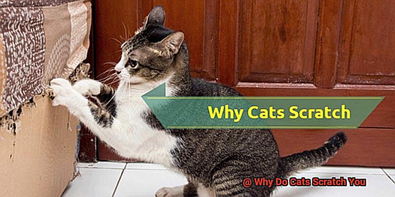 Why Do Cats Scratch You-7