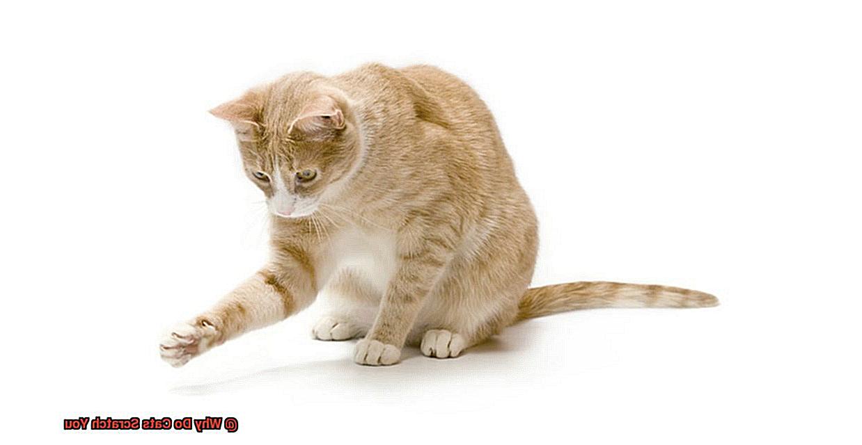 Why Do Cats Scratch You-9