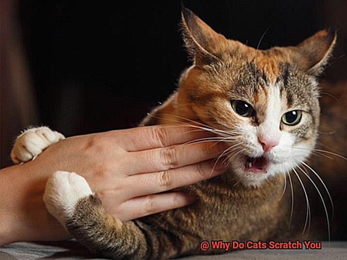 Why Do Cats Scratch You-3