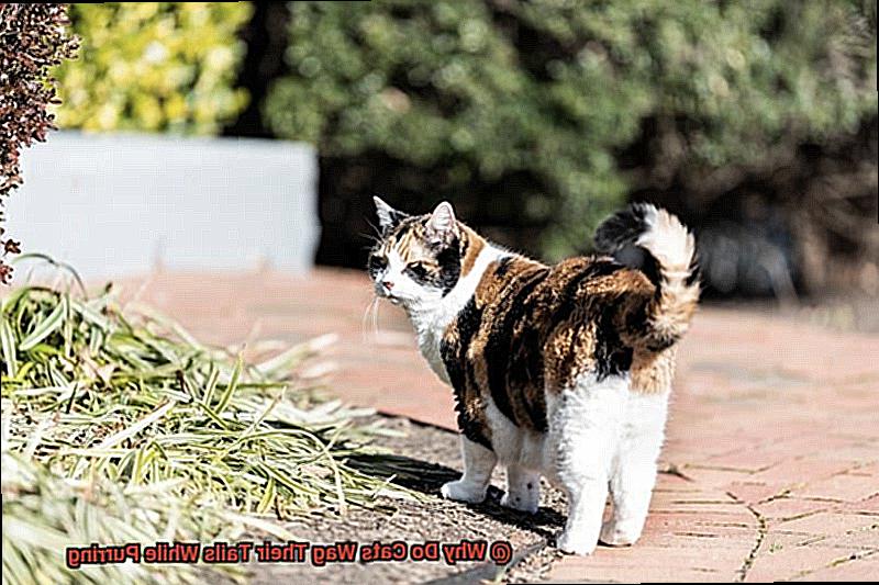 Why Do Cats Wag Their Tails While Purring-4