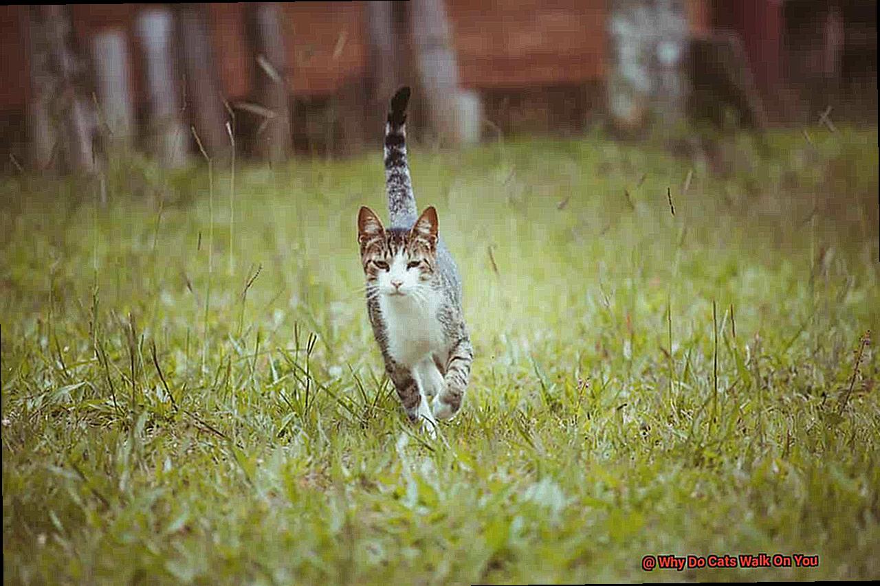 Why Do Cats Walk On You-5