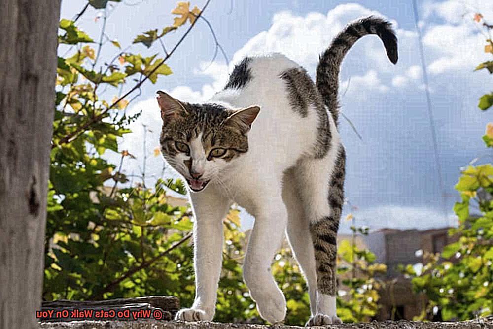 Why Do Cats Walk On You?