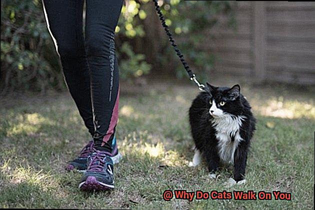 Why Do Cats Walk On You-7