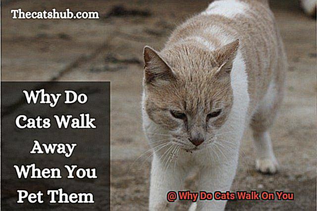 Why Do Cats Walk On You-4
