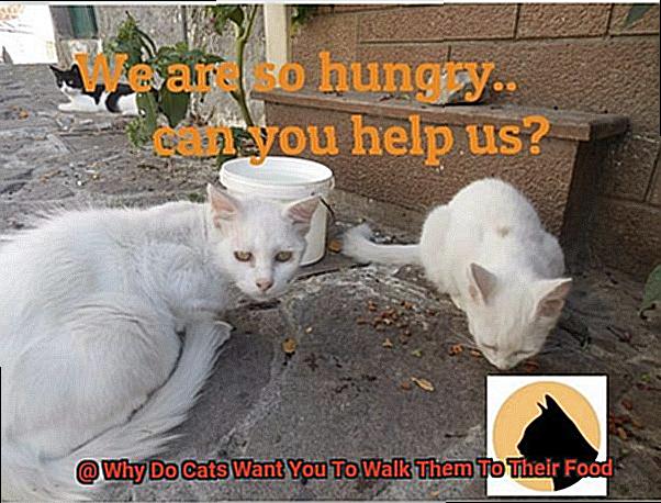 Why Do Cats Want You To Walk Them To Their Food-4