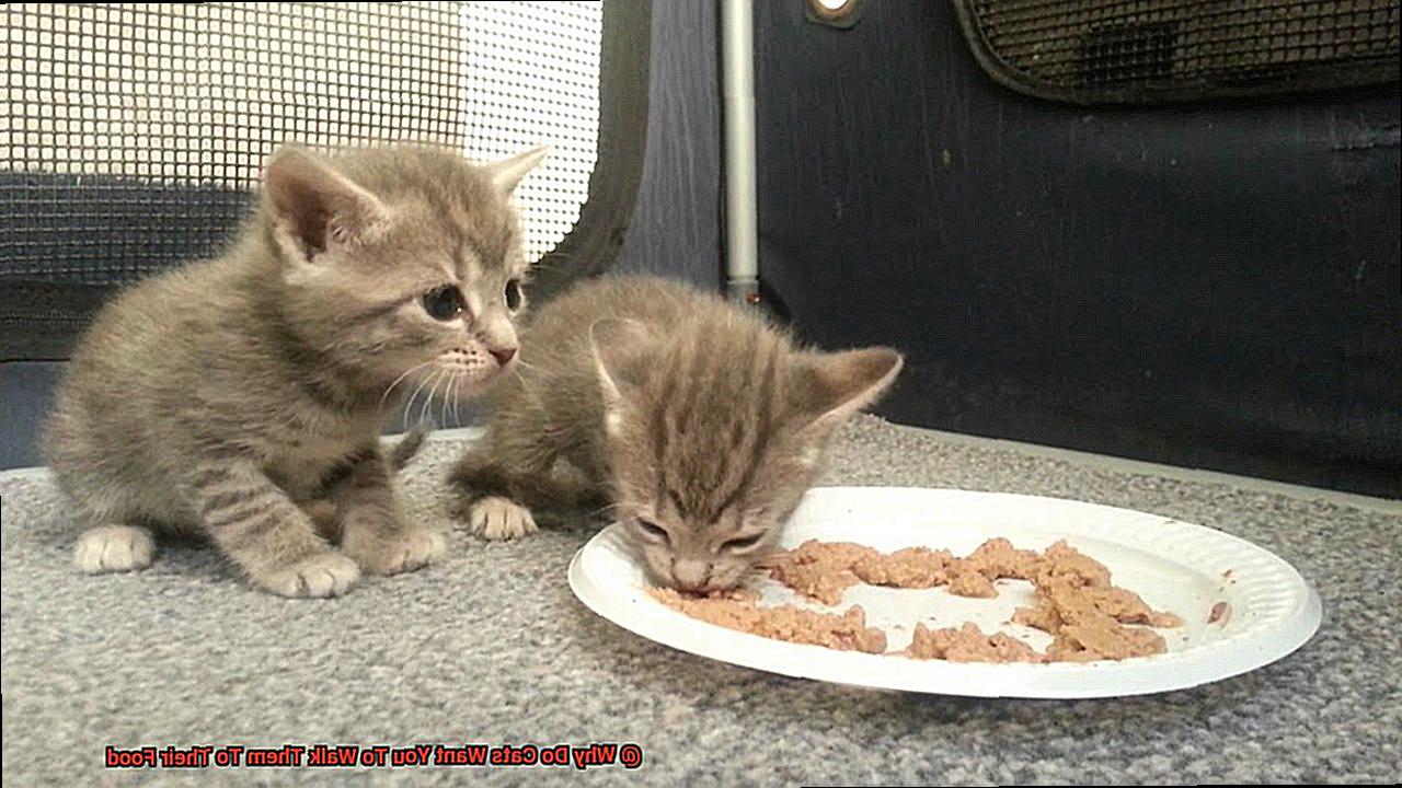 Why Do Cats Want You To Walk Them To Their Food-2