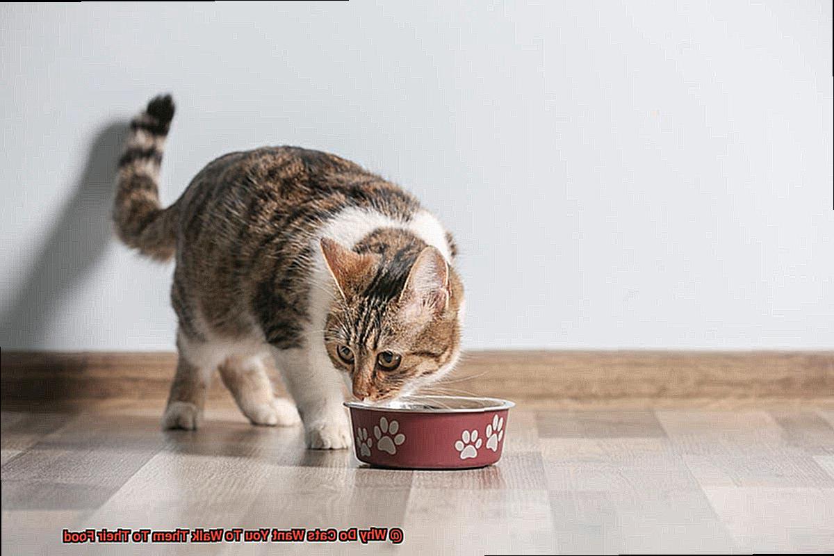Why Do Cats Want You To Walk Them To Their Food-6