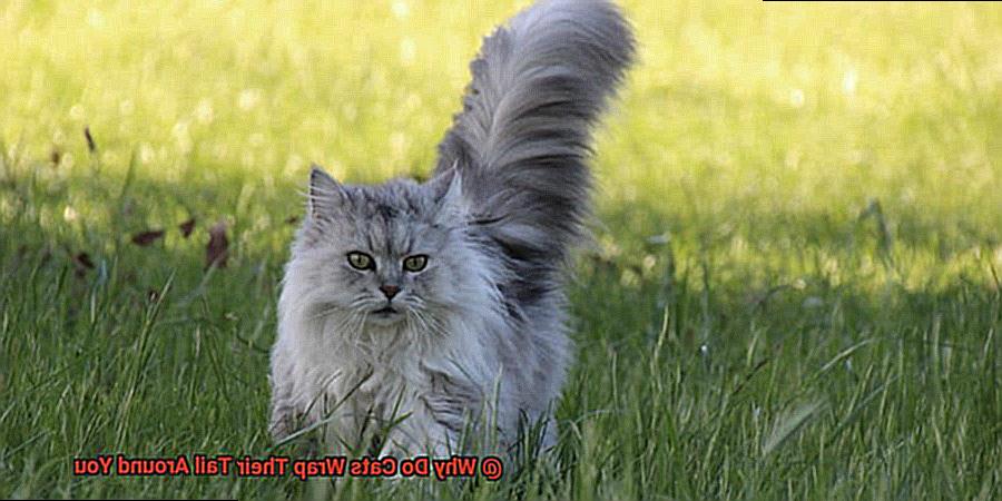 Why Do Cats Wrap Their Tail Around You-3