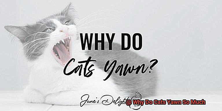 Why Do Cats Yawn So Much 65da0593b5