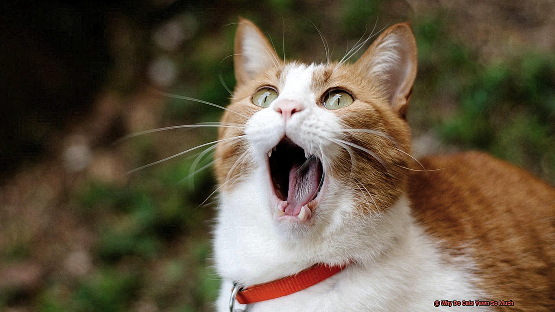 Why Do Cats Yawn So Much 9a18bbfcc2