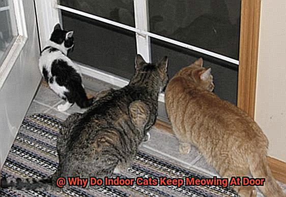 Why Do Indoor Cats Keep Meowing At Door-3