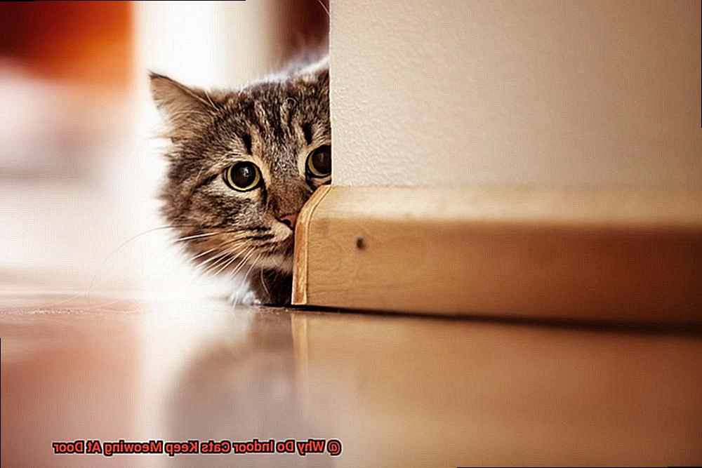 Why Do Indoor Cats Keep Meowing At Door-4