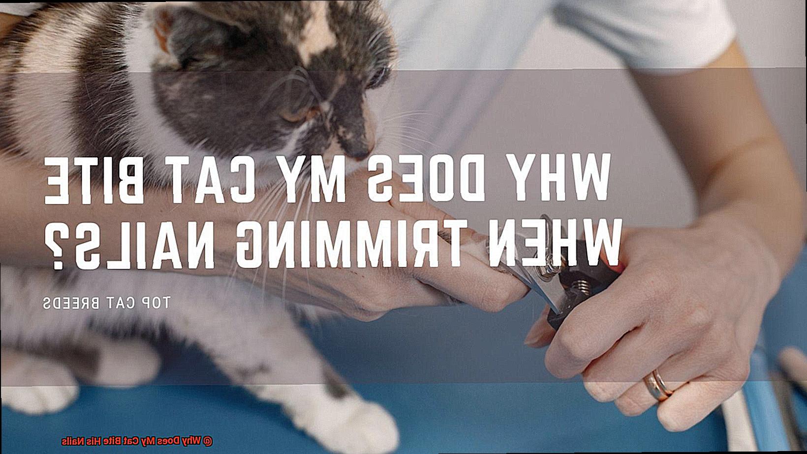 Why Does My Cat Bite His Nails-3