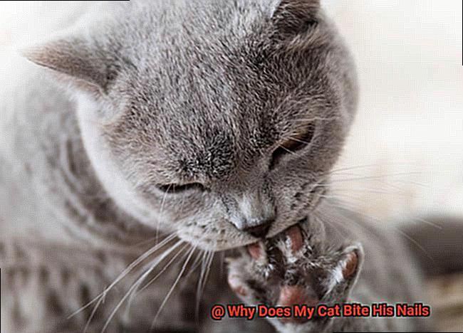 Why Does My Cat Bite His Nails-9