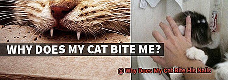 Why Does My Cat Bite His Nails-4