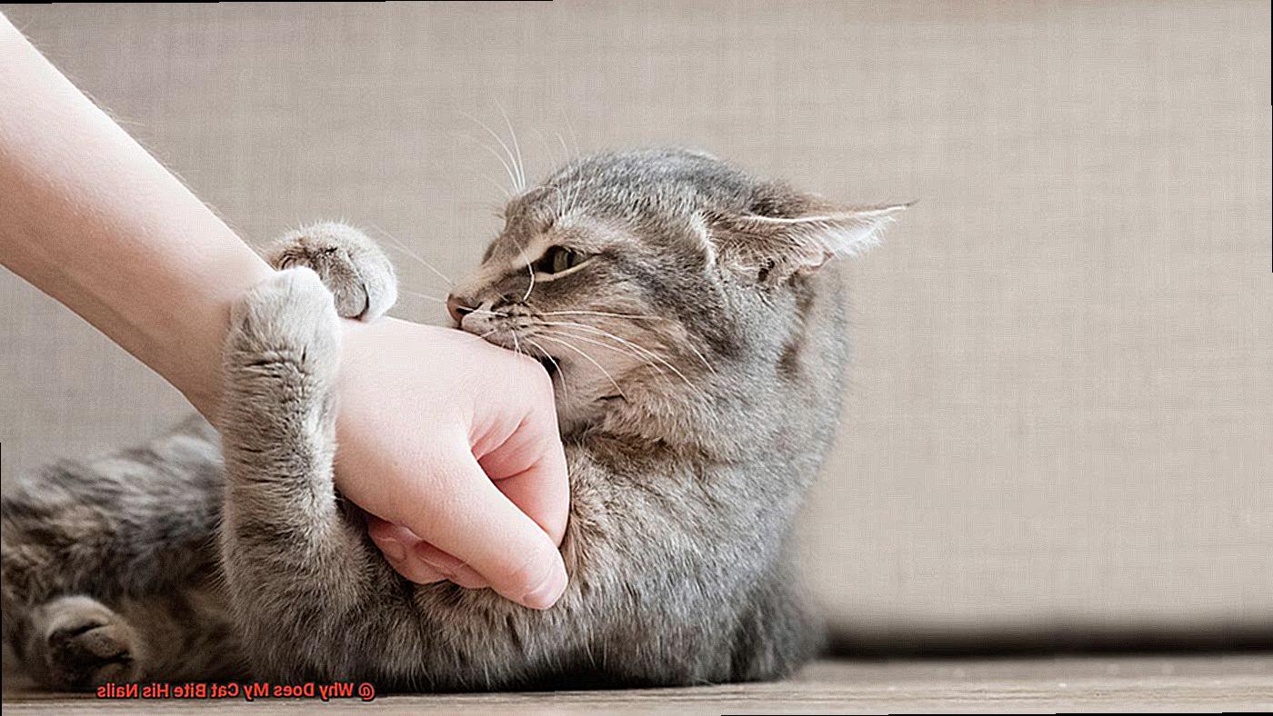 Why Does My Cat Bite His Nails-5