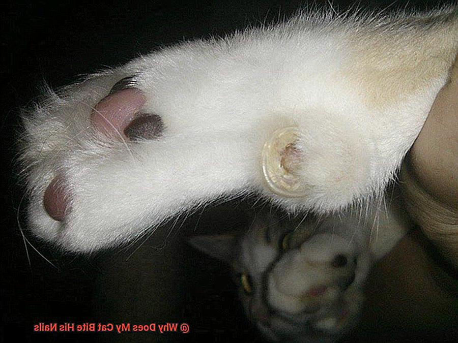 Why Does My Cat Bite His Nails-6
