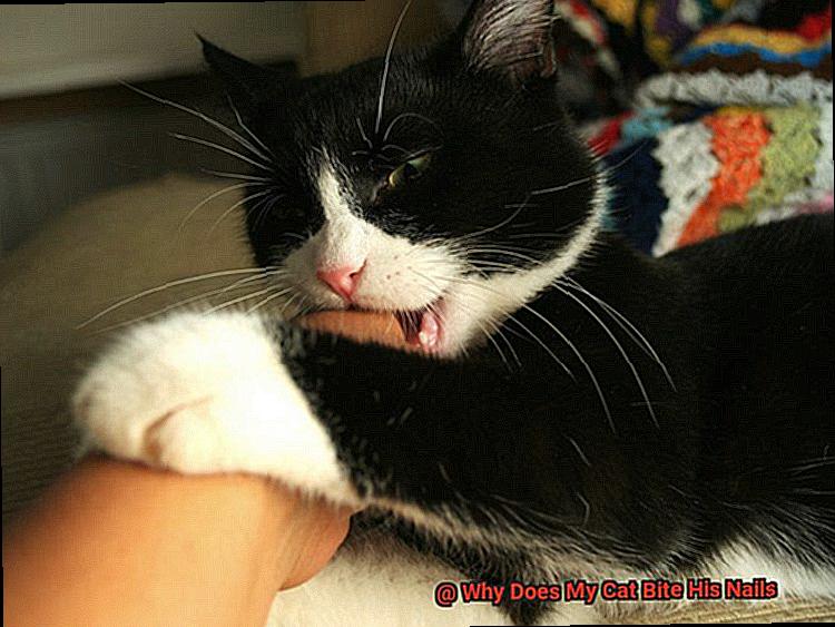 Why Does My Cat Bite His Nails-2