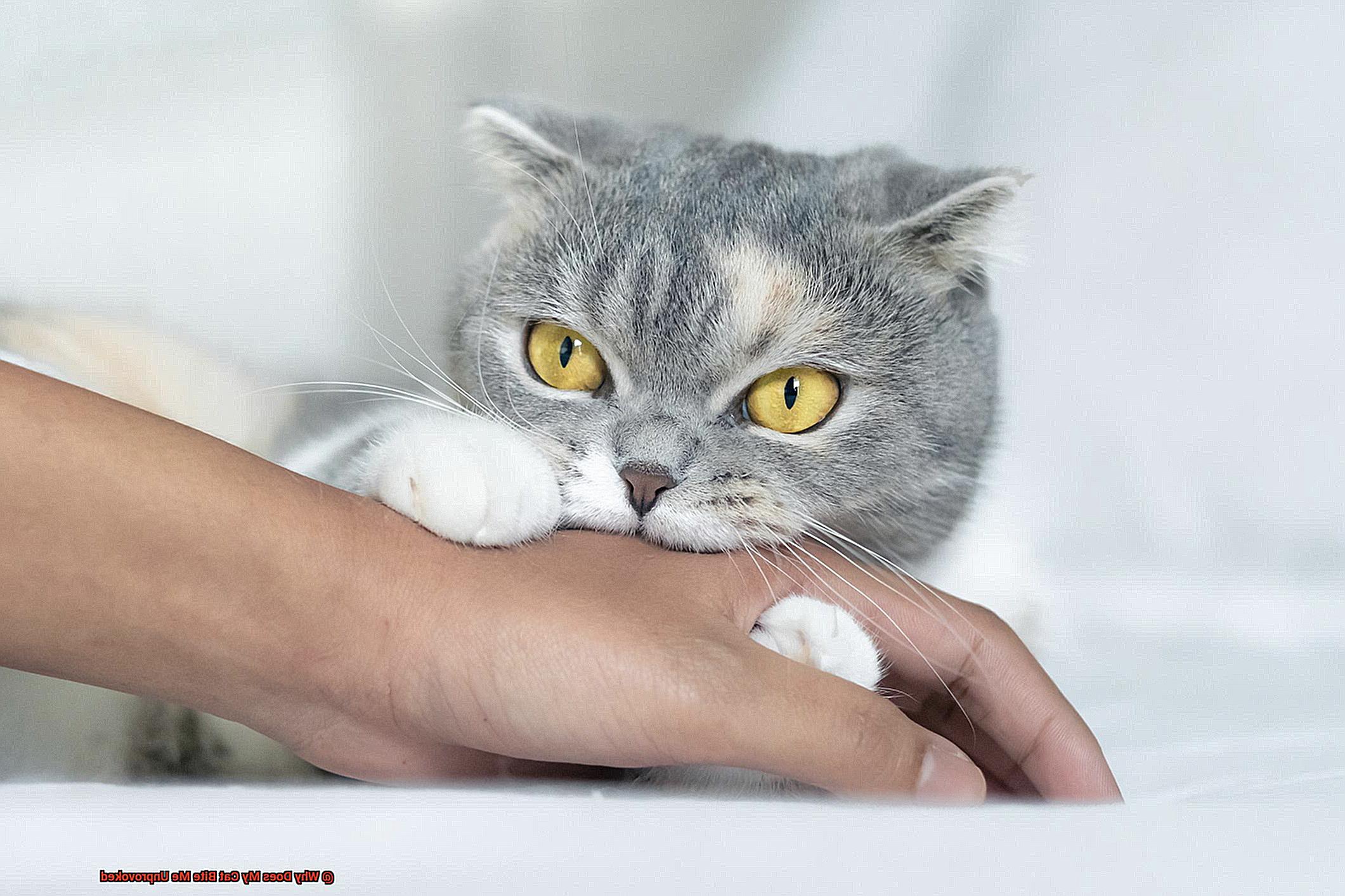 Why Does My Cat Bite Me Unprovoked-2
