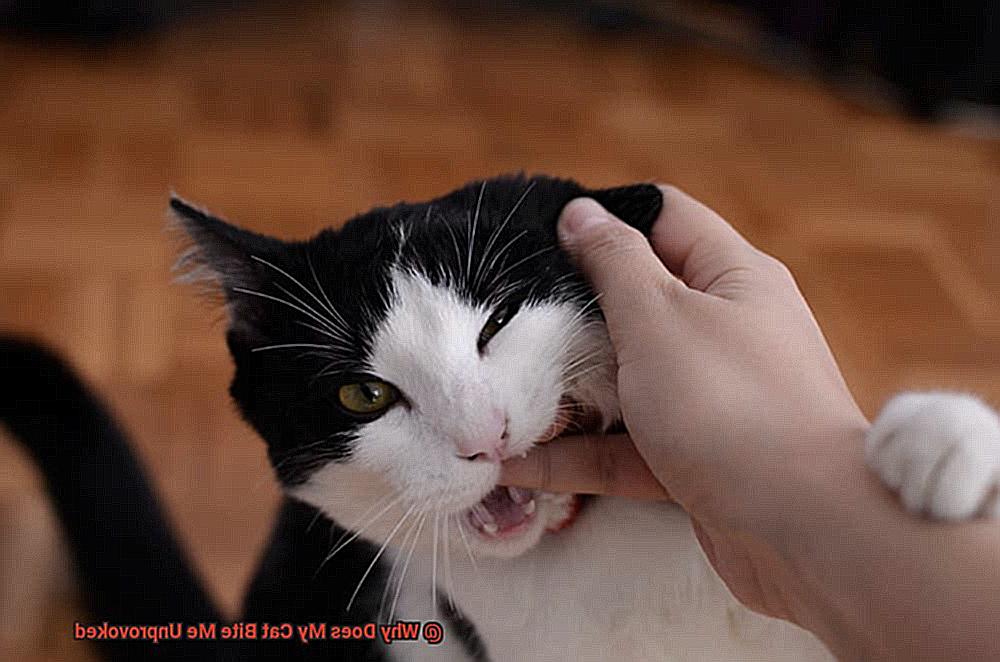 Why Does My Cat Bite Me Unprovoked-5